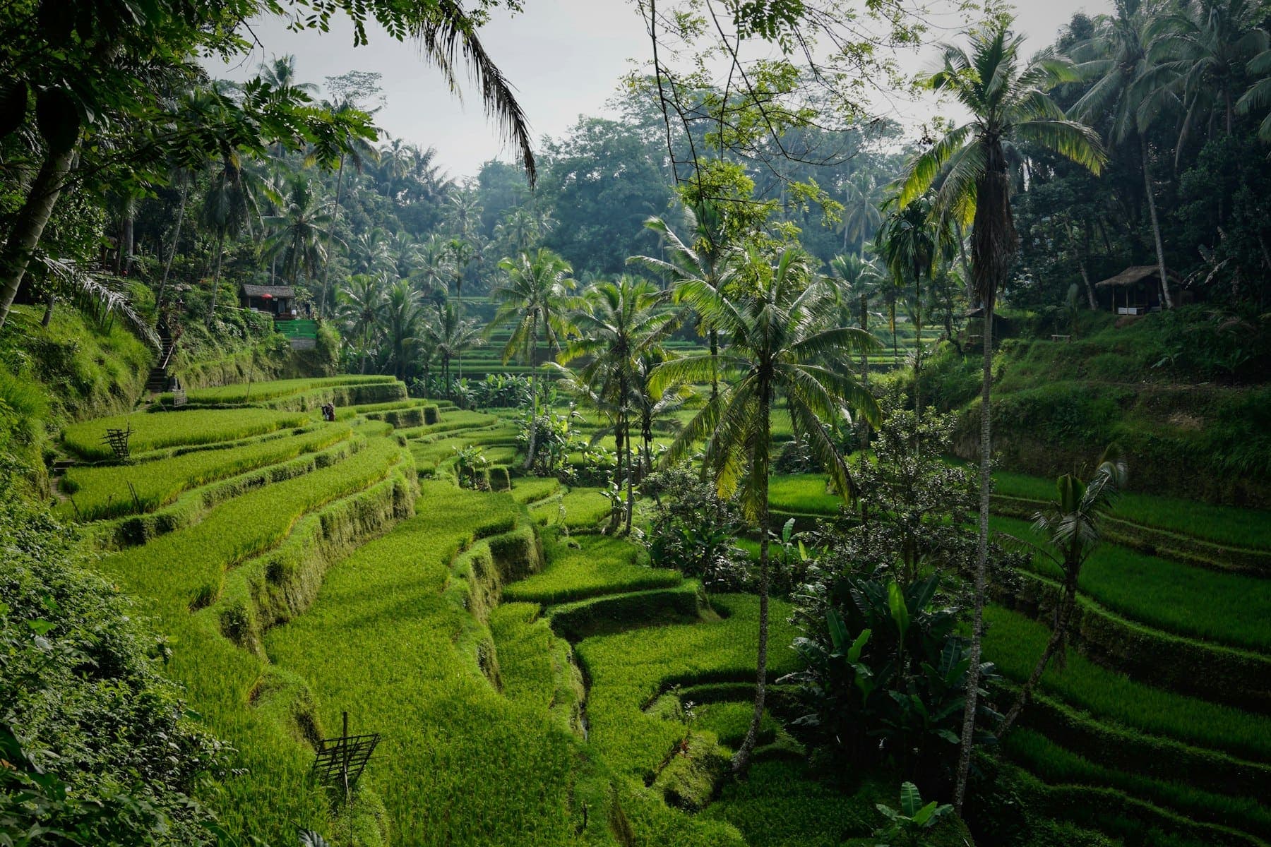Terraced green rice fields and palm trees at Tegallalang, north of Ubud, Bali