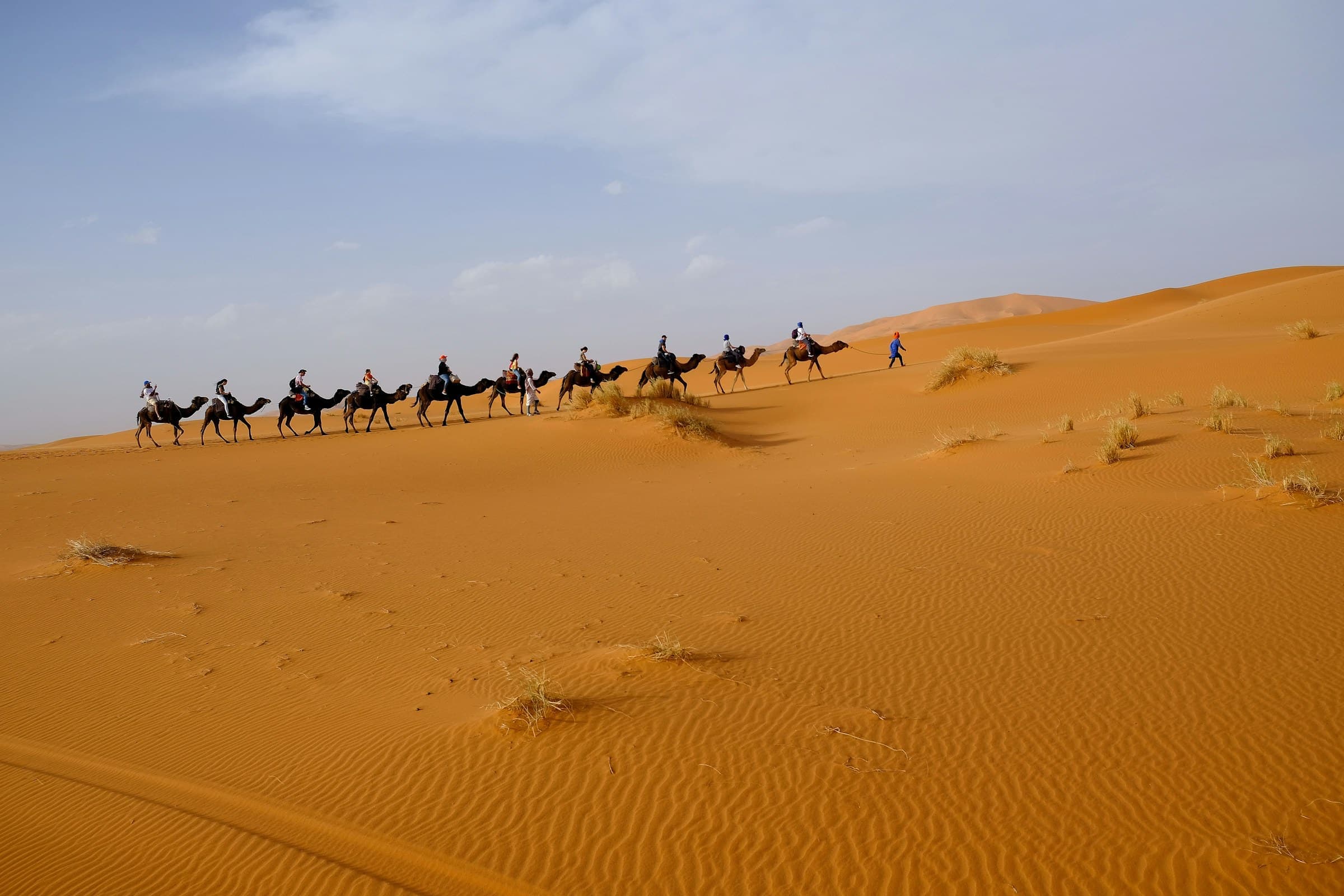 A camel caravan crossing orange Sahara dunes near Merzouga, Morocco